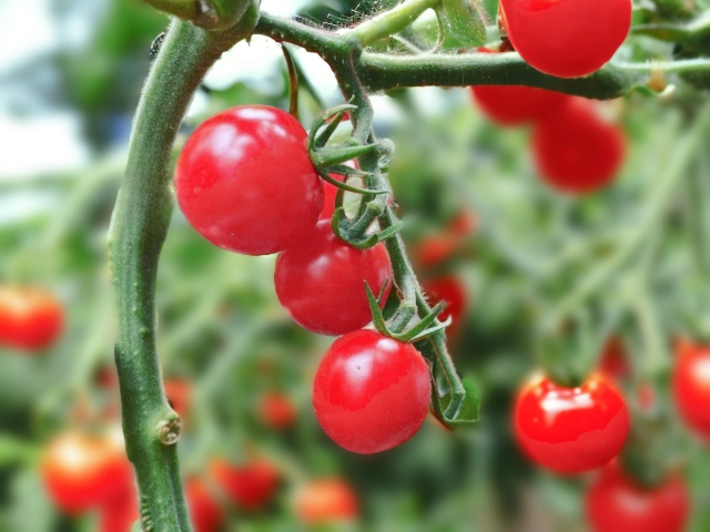 學びのトレジャー(中學校技術分野) Vol.8